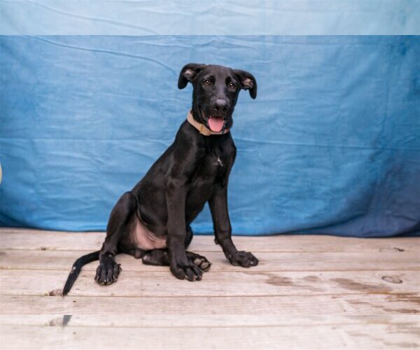 Medium Photo #3 Labrador Retriever-Unknown Mix Puppy For Sale in Munford, TN, USA