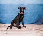 Small #2 Labrador Retriever Mix
