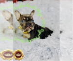 Small Photo #1 French Bulldog Puppy For Sale in ATHENS, GA, USA