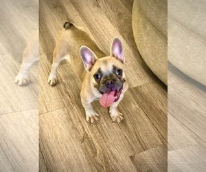 French Bulldog Puppy for sale in GOLDEN ISLES, FL, USA