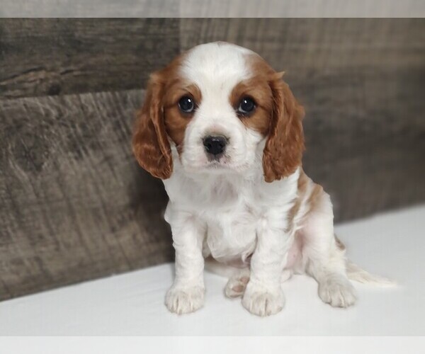 Medium Photo #4 Cavalier King Charles Spaniel Puppy For Sale in CLARK, MO, USA
