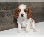 Small Photo #4 Cavalier King Charles Spaniel Puppy For Sale in CLARK, MO, USA