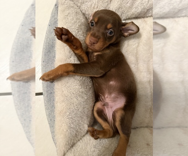 Medium Photo #4 Miniature Pinscher Puppy For Sale in LOS ANGELES, CA, USA