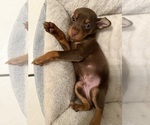 Small #3 Miniature Pinscher