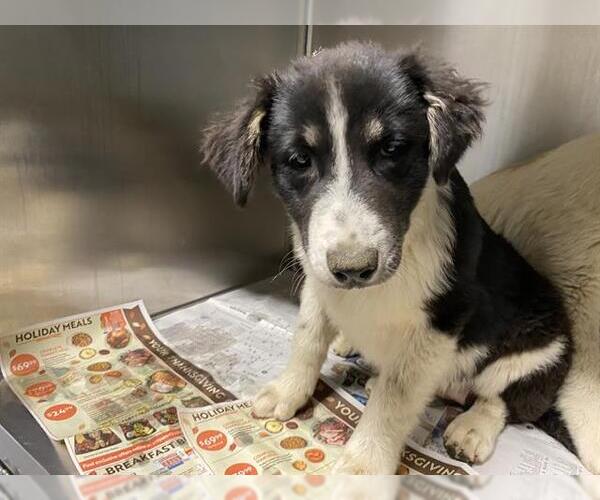 Medium Photo #1 Border Collie-Unknown Mix Puppy For Sale in Modesto, CA, USA