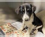 Small Border Collie Mix