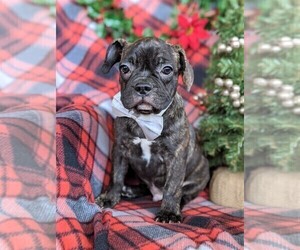 Beabull-French Bulldog Mix Puppy for sale in PEACH BOTTOM, PA, USA