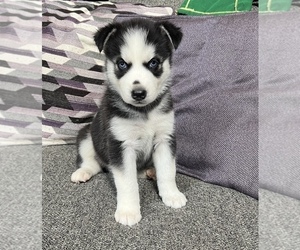 Siberian Husky Puppy for sale in MCDONOUGH, GA, USA