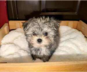 Malchi Puppy for sale in BELTON, MO, USA