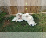 Small #61 Chow Chow-Great Pyrenees Mix