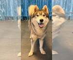 Small Photo #6 Siberian Husky Puppy For Sale in Severn, MD, USA