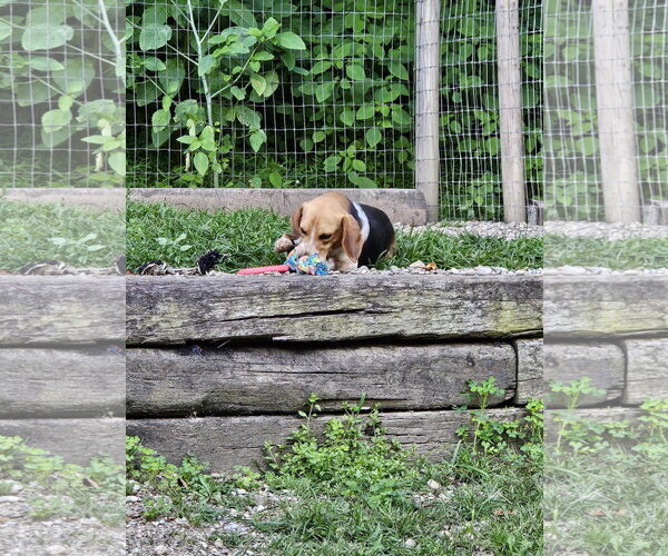 Medium Photo #5 Beagle Puppy For Sale in Woodsfield, OH, USA