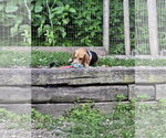 Small #4 Beagle