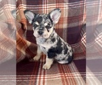 Small #4 French Bulldog