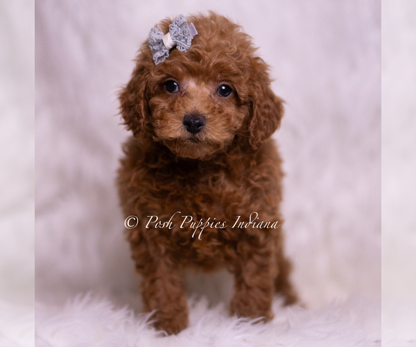 Medium Photo #34 Maltipoo (Miniature) Puppy For Sale in WARSAW, IN, USA