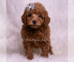 Small Photo #34 Maltipoo (Miniature) Puppy For Sale in WARSAW, IN, USA