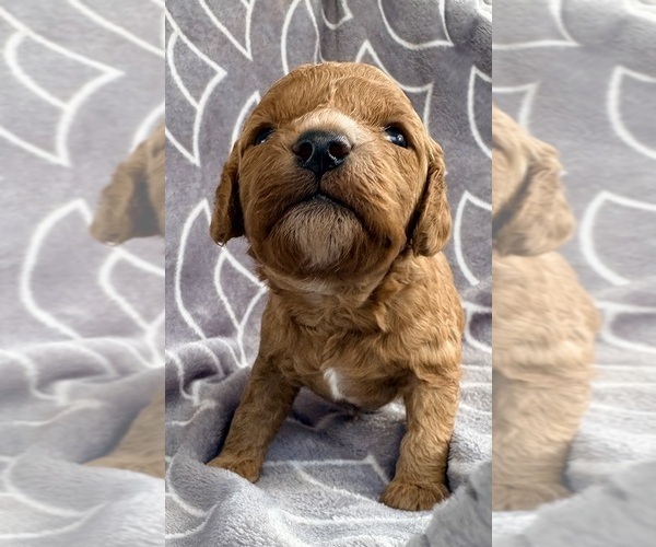 Medium Photo #1 Cavapoo (Miniature) Puppy For Sale in WAUSEON, OH, USA