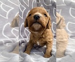 Puppy Puppy 1 Cavapoo (Miniature)