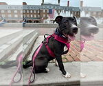 Small #9 American Staffordshire Terrier Mix
