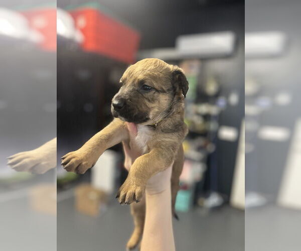 Medium Photo #3 Mutt Puppy For Sale in Imlay City, MI, USA