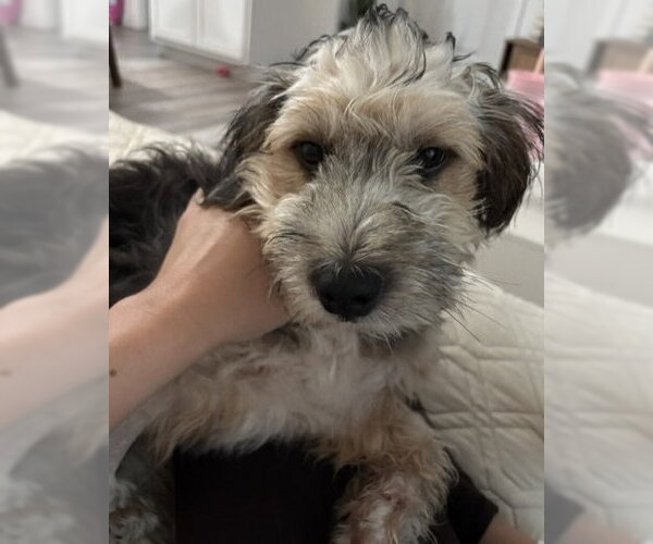 Medium Photo #5 Mutt Puppy For Sale in Corona, CA, USA