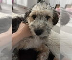 Small #4 Mutt