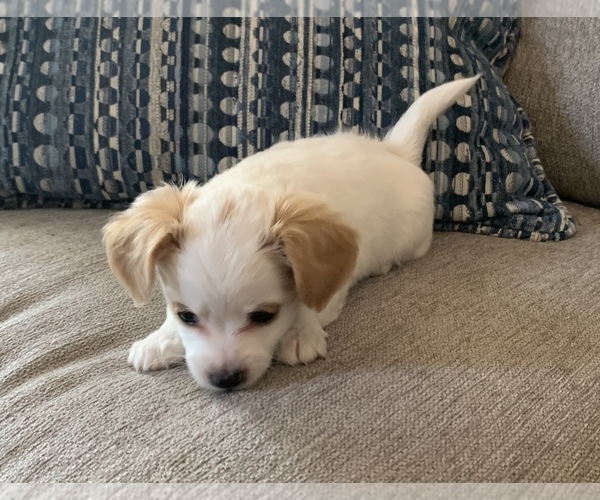Medium Photo #6 Chiweenie Puppy For Sale in CLOVER, SC, USA