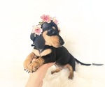 Small #3 Dachshund