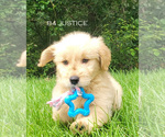 Puppy Justice Goldendoodle (Miniature)