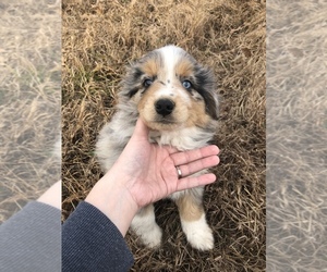 Australian Shepherd Puppy for sale in BLAND, MO, USA