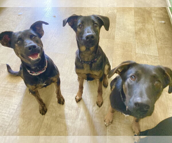 Medium Photo #2 Mutt Puppy For Sale in San Diego, CA, USA