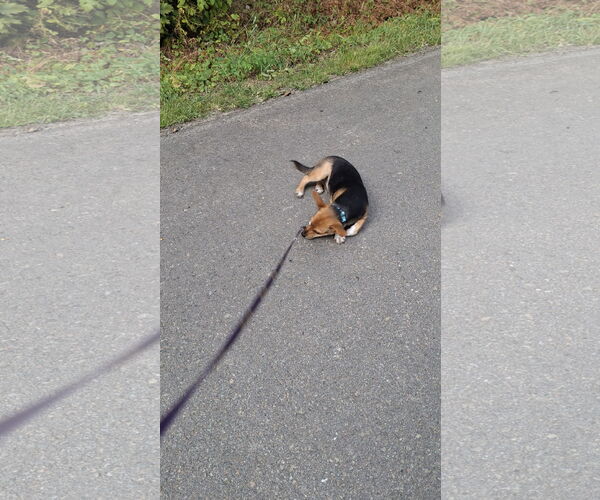 Medium Photo #15 Doxle Puppy For Sale in Sebec, ME, USA