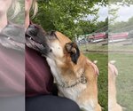 Small #5 German Shepherd Dog Mix