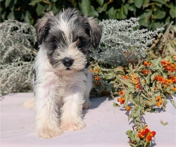 Medium Photo #65 Schnauzer (Miniature) Puppy For Sale in GOSHEN, IN, USA