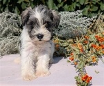 Small #3 Schnauzer (Miniature)