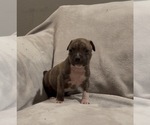Small #4 American Staffordshire Terrier