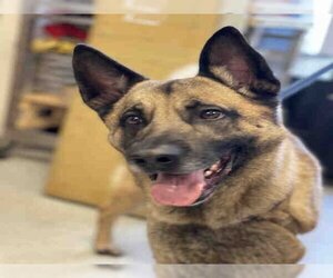 Akita-German Shepherd Dog Mix Dogs for adoption in Alameda, CA, USA