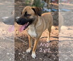 Small #1 Black Mouth Cur-German Shepherd Dog Mix