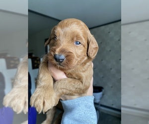 Goldendoodle (Miniature) Puppy for sale in ARCOLA, IL, USA