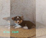 Small #2 American Corgi