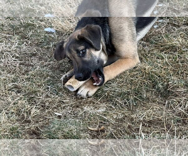 Medium Photo #1 German Shepherd Dog-Unknown Mix Puppy For Sale in Uwchlan, PA, USA