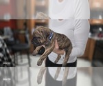 Puppy Blue Collar Presa Canario