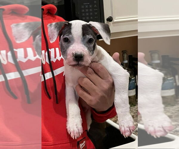 Medium Photo #2 Mutt Puppy For Sale in New York, NY, USA