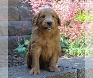Goldendoodle-Poodle (Standard) Mix Puppy for sale in EAST EARL, PA, USA