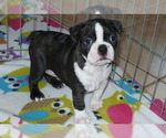 Small Photo #2 Boston Terrier Puppy For Sale in ORO VALLEY, AZ, USA