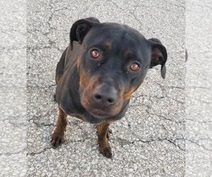 Bubba - Male Rottweiler-Unknown Mix Dog for Adoption - Photo #2