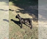Litter of 7 - Female Cane CorsoLitter of Puppies for Sale - Photo #2