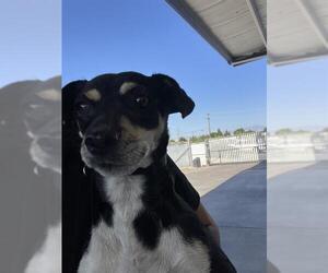 Chihuahua Dogs for adoption in Bakersfield, CA, USA
