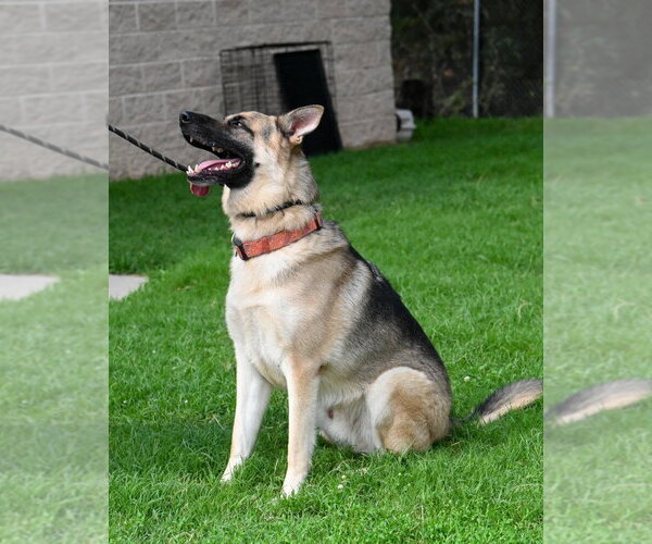 Medium Photo #4 German Shepherd Dog Puppy For Sale in Glen Allen, VA, USA