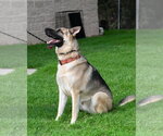 Small #3 German Shepherd Dog